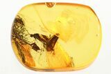 Two Fossil Caddisflies (Trichoptera) In Baltic Amber - Mate Guard! #343240-2